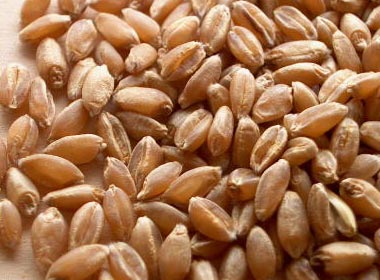 Organic wheat, for Bakery Products, Cooking