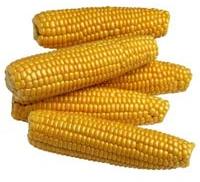 Yellow Maize