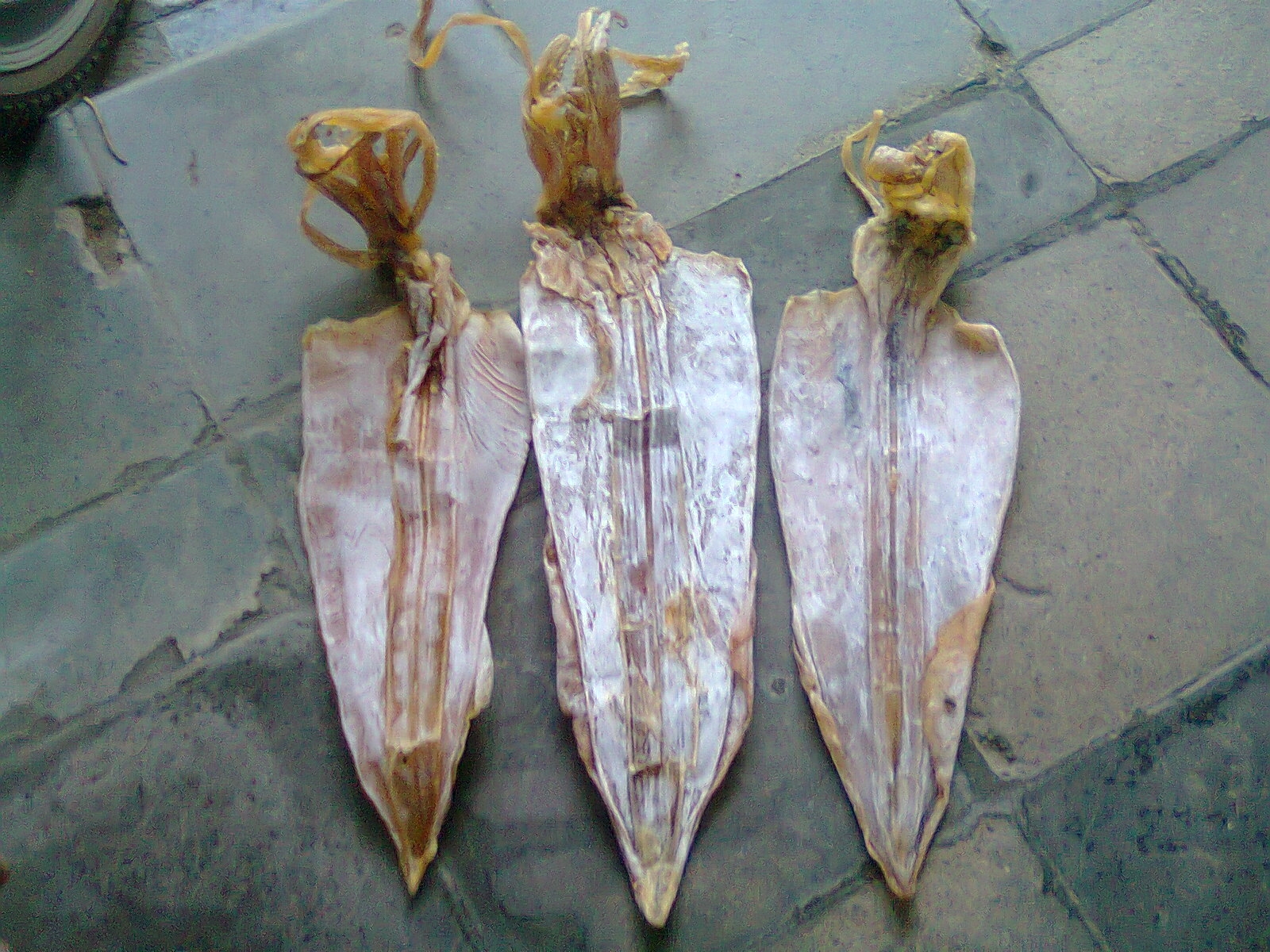 Dried Squid and Fish Dried Buy Dried Squid for best price at USD 8 / 14