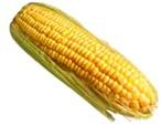 yellow maize