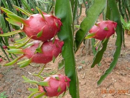 Liquid Boron, Instantly Soluble Boron