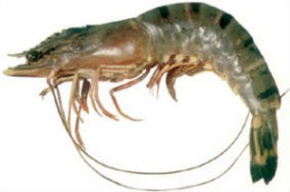 Tiger Prawns