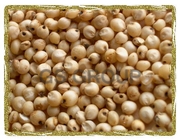 Sorghum