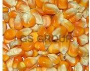 Yellow maize