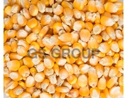 Yellow Maize / White Maize