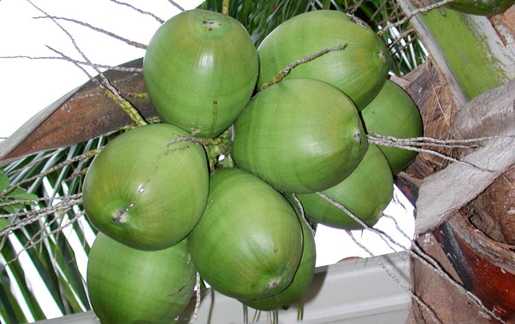Fresh Tender Coconuts