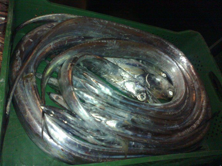 Ribbon Fish Buy Ribbon Fish for best price at USD 2.70 / 3 Kilogram