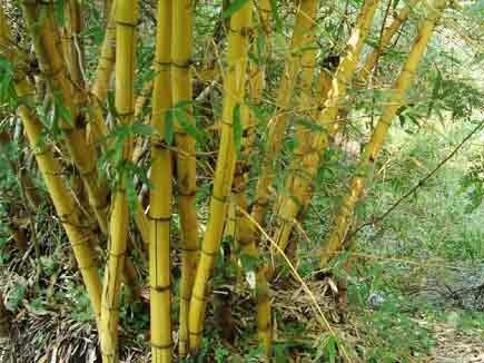 Bamboo plants, for Agriculture