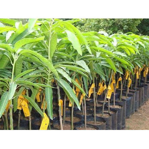 Mango (aam) Plant
