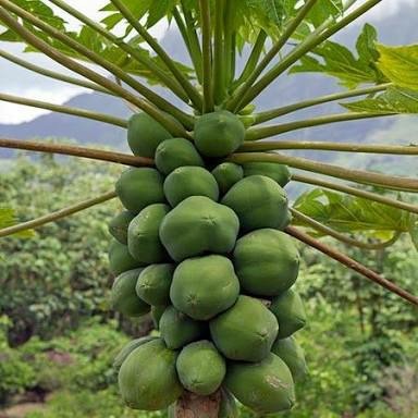 Organic Papaya Plants, Color : Dark Green