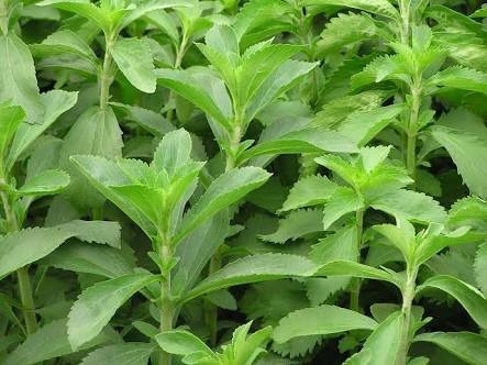 Organic Stevia Plants, Feature : Multiple Health Benefits, Nutritional Properties