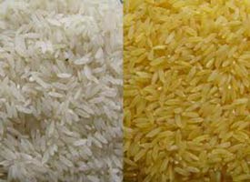 Common Rice