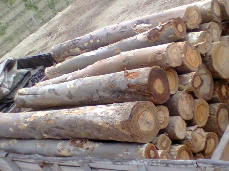 Safada Plywood Logs
