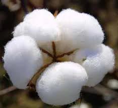 raw cotton