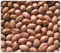 Groundnut Kernels - JAVA