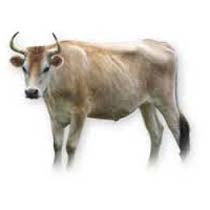 Jersey Bull
