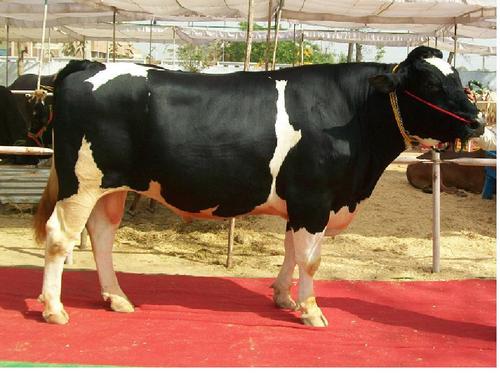 male cow