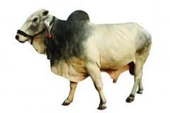 Tharparkar Bull