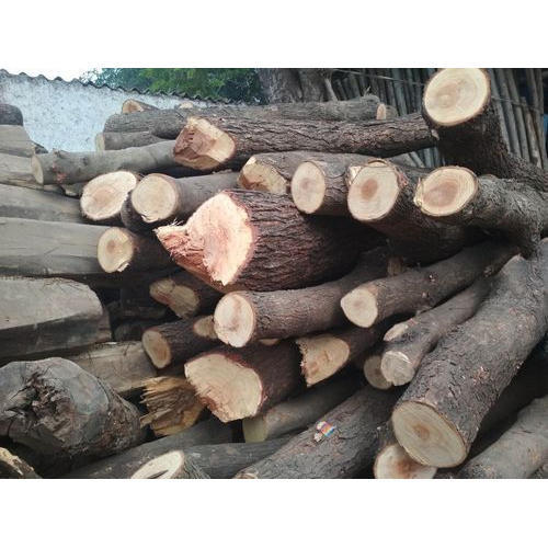 Jungle Wood Logs