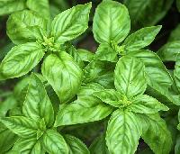 Holy Basil Buy Holy basil in ERODE Tamil Nadu India from Citro