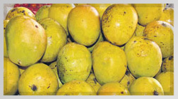 Ratnagiri Mango Puree