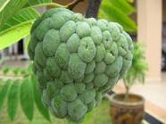 custard apple