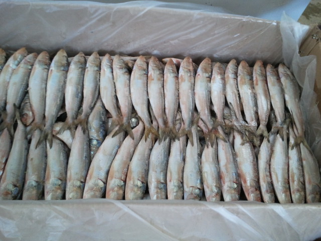 Frozen Indian Oil Sardines, Packaging Type : poly sheets carton box