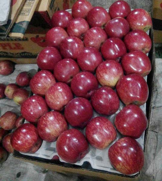 Indian Fresh Apples