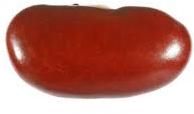 kidney beans