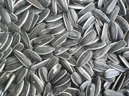 Sunflower Seed, Sunflower Oil