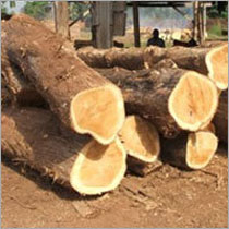 Sawn Timber Logs