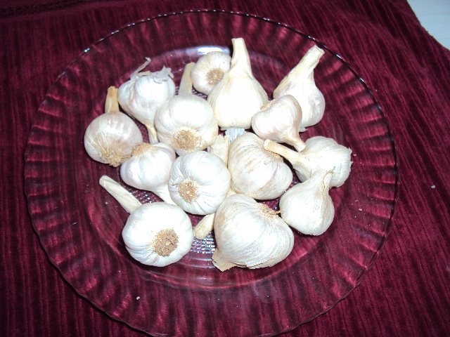 Garlic, Color : white