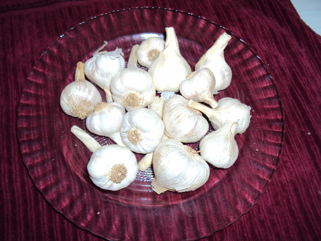 garlic