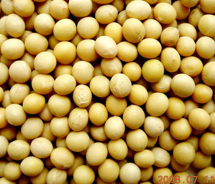 Soybean