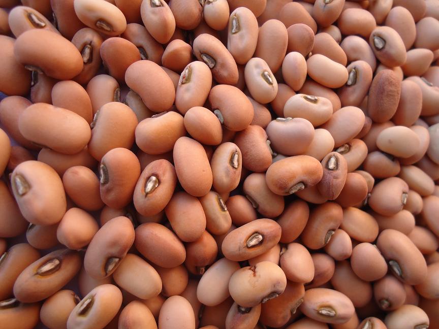 Pink Cowpeas - (2011crop)
