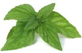 Basil