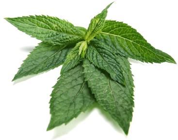 peppermint