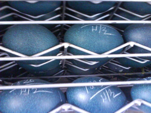 Fertile Hatching Parrot Eggs, Emu Eggs, Ostrich Eggs,Chicken Eggs
