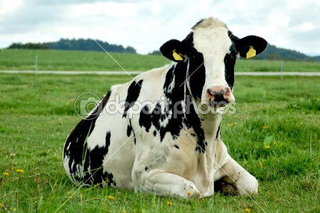 Holstien Friesian Cows