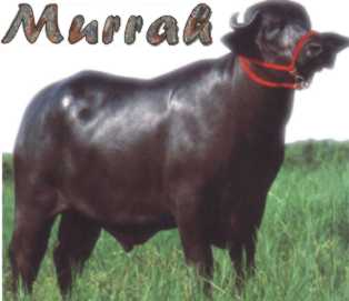 Murrah Buffaloes