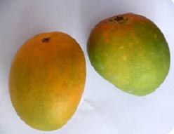 Natural Alphonso Mango, for Juice Making, Direct Consumption, Packaging Size : 5 Kg
