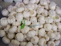 Fresh Normal White Garlic