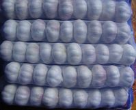 New Fresh Normal White Garlic