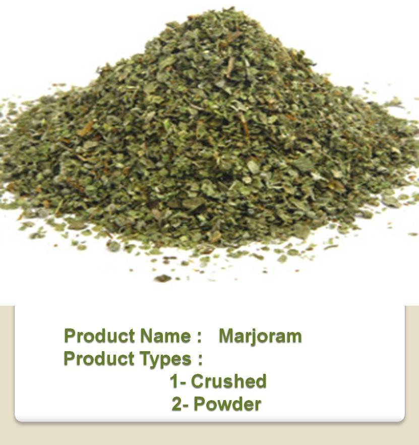 Marjoram Buy Marjoram herb in Fayoum Abshway Egypt from Medical Grasses