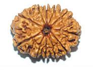 Rudraksha Prayer Beads - 12 Face