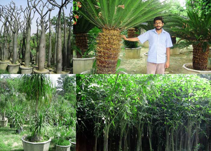 Cycads, Pygmy Palms, Fishtail Palms, Madagascar palms, Ponytail Palms