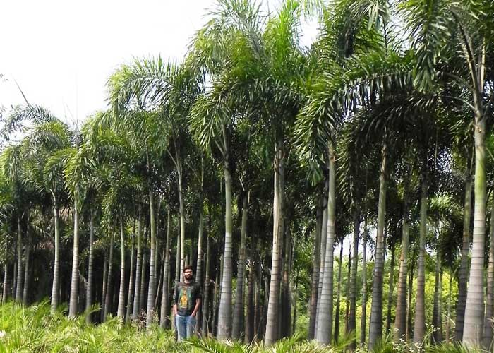 Foxtail Palms