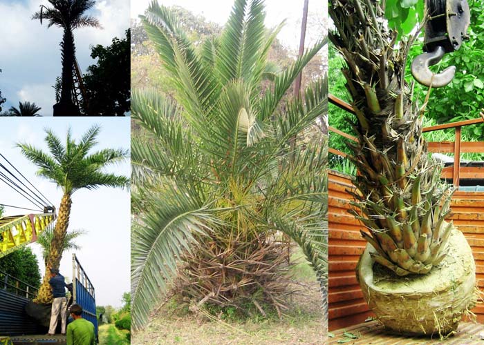 Phoenix Palms & Canary Island Palms