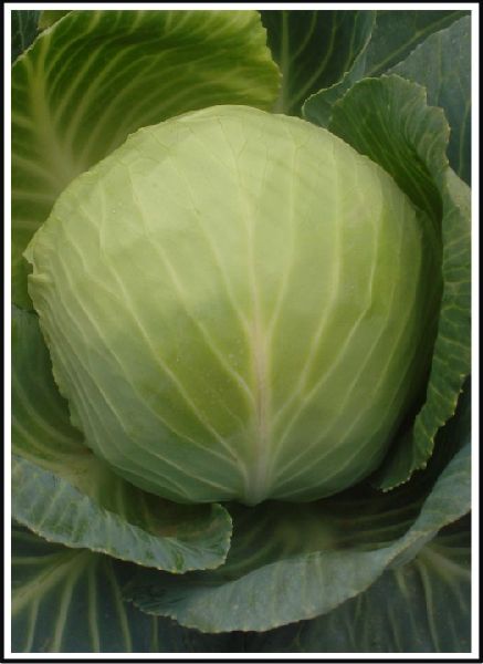 Super Selection Cabbage Seed