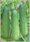 hybrid cucumber seed
